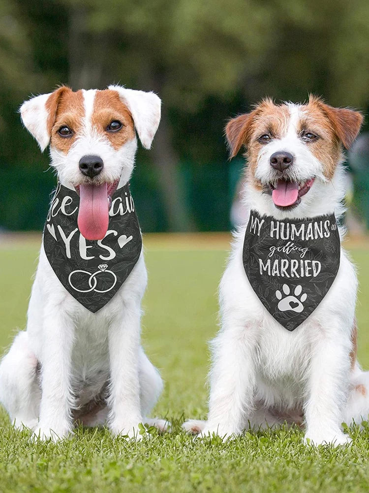 Dog 2 Pack Pet Bib Bandana Scarf for Wedding and festivals.