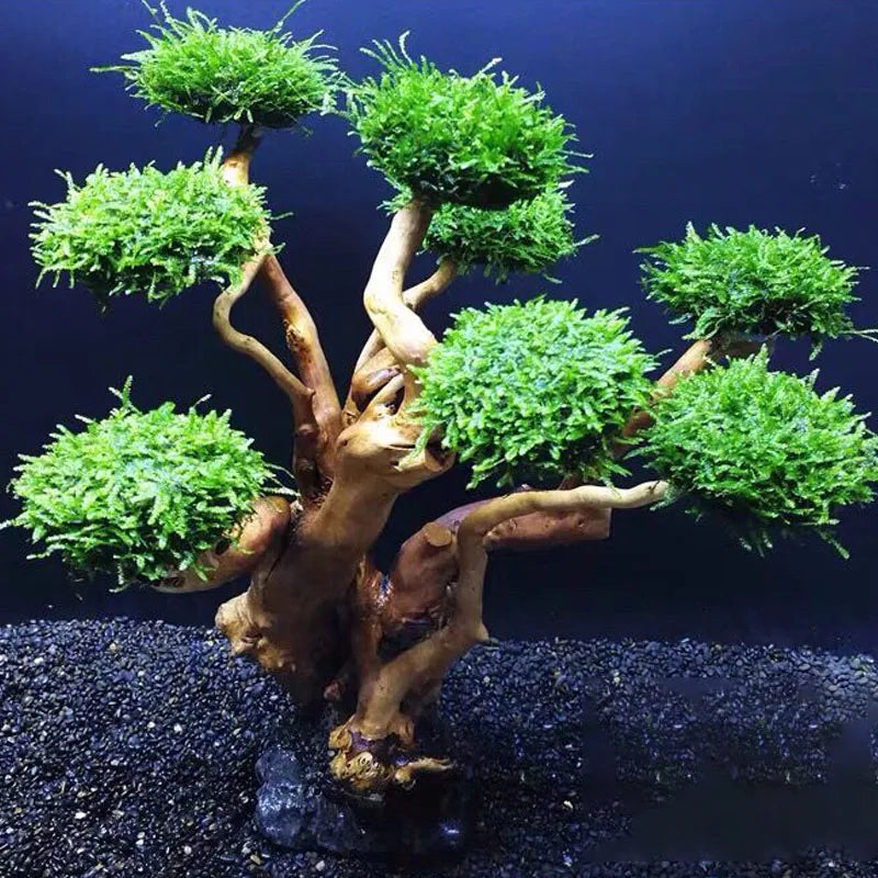 Fish tank greening wood. Moss tree frame (no Moss) aquarium planting driftwood decoration